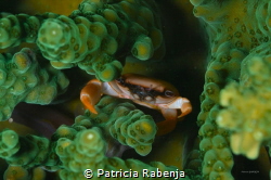 tiny crab that lives at the bottom of a coral by Patricia Rabenja 